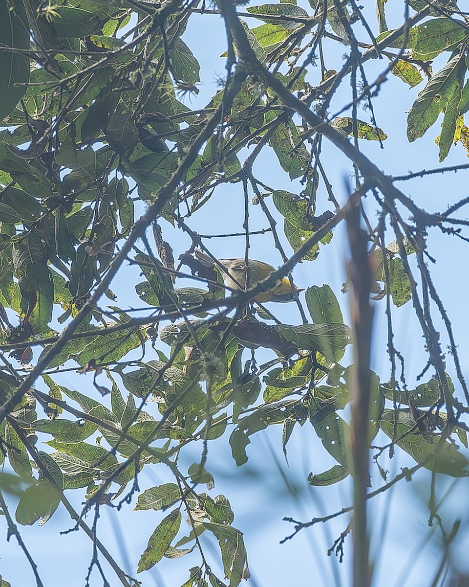 Crescent-chested Warbler - ML645208841