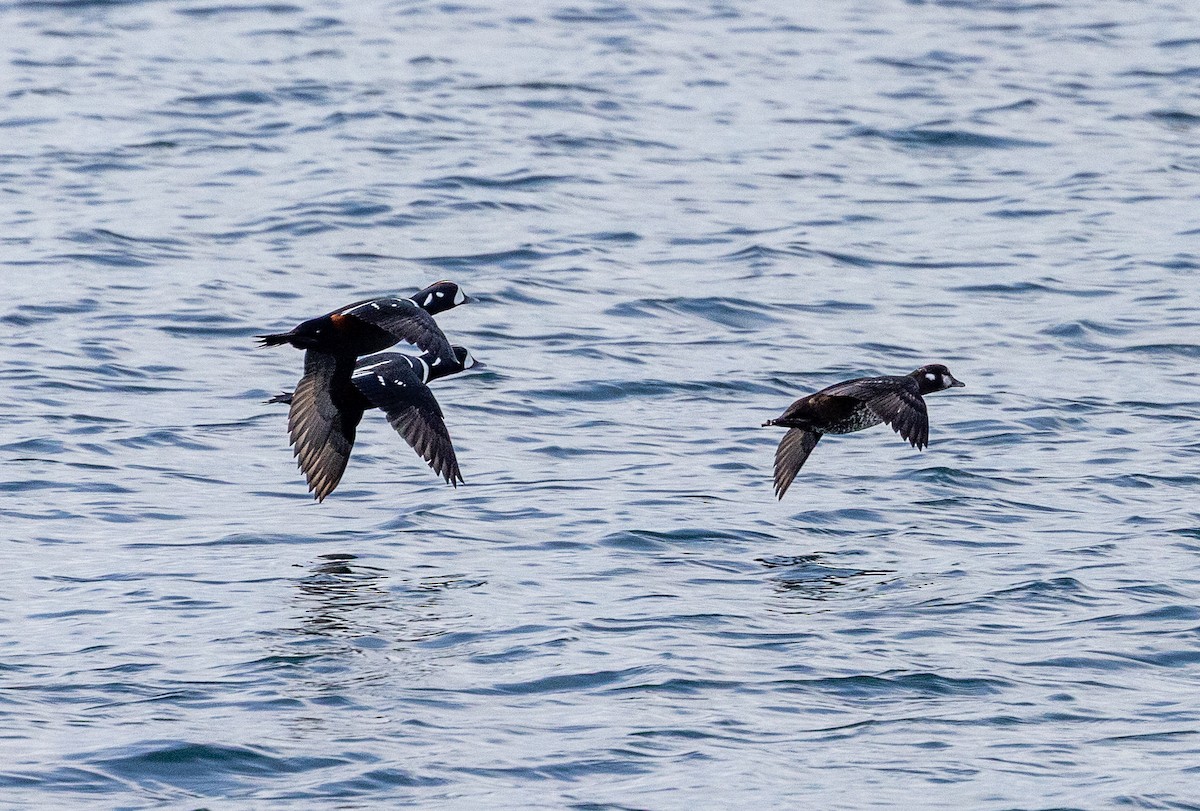 Palyaço Ördeği - ML645208857