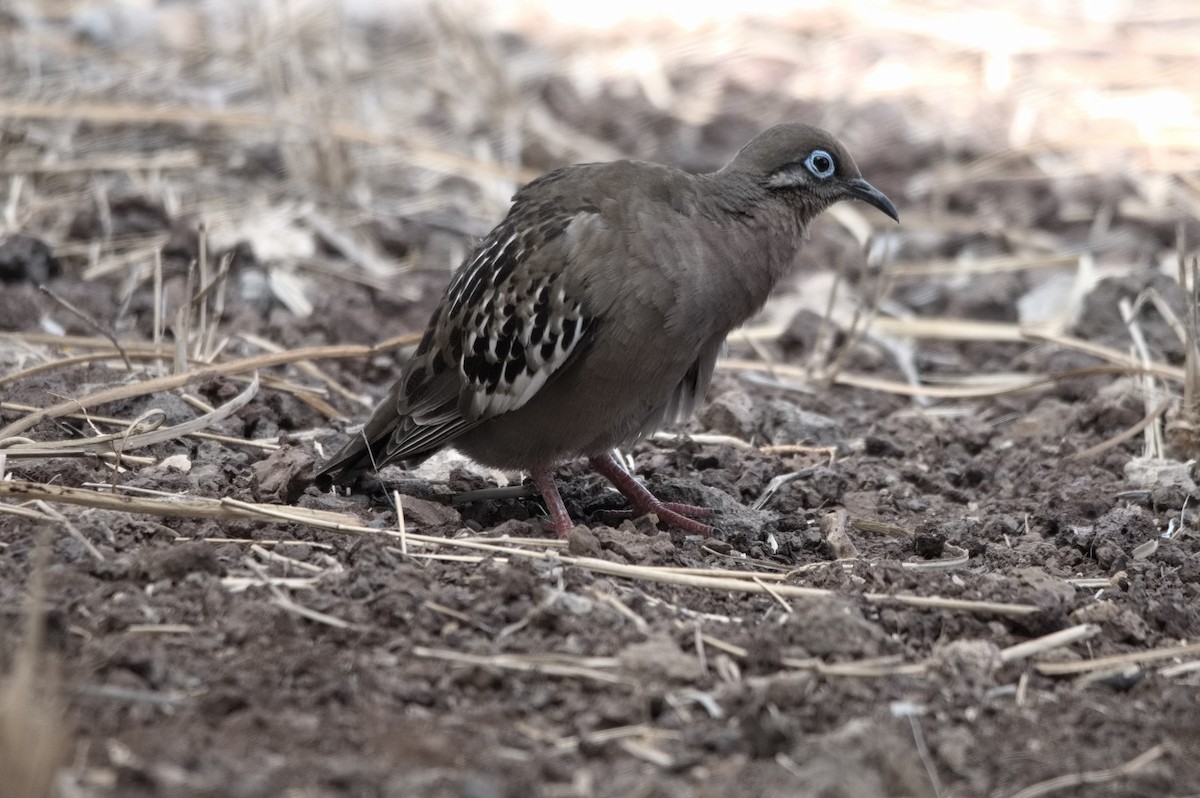 Galapagos Dove - ML645208858