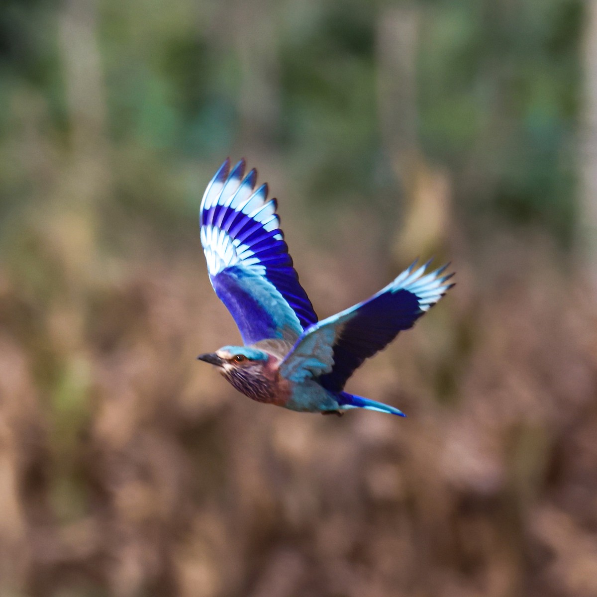 Indian Roller - ML645208859