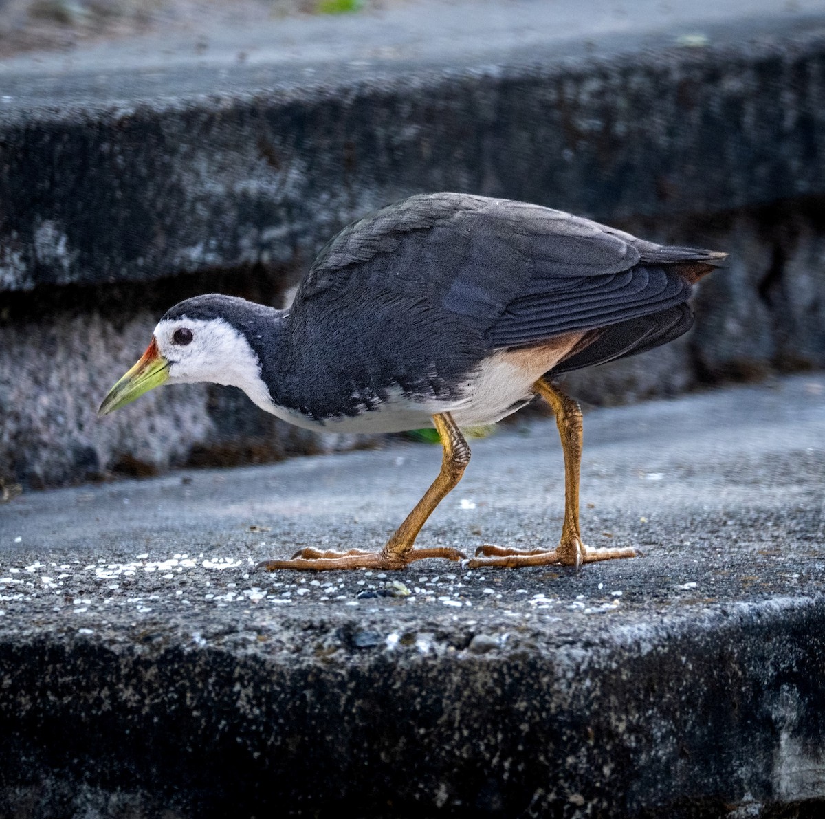 White-breasted Waterhen - ML645208860