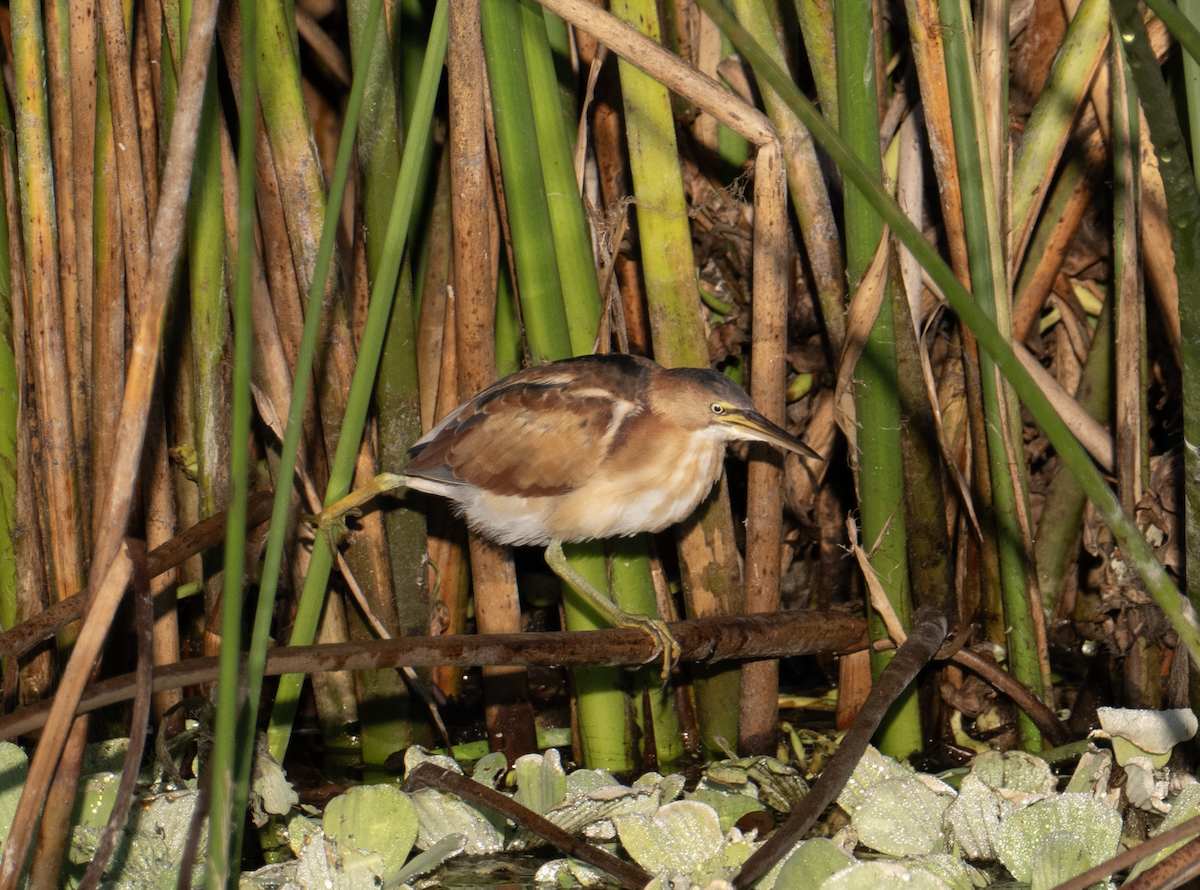 Least Bittern - ML645208863