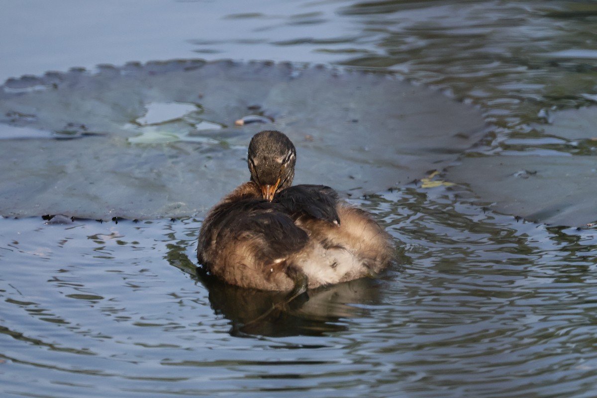Little Grebe - ML645208864