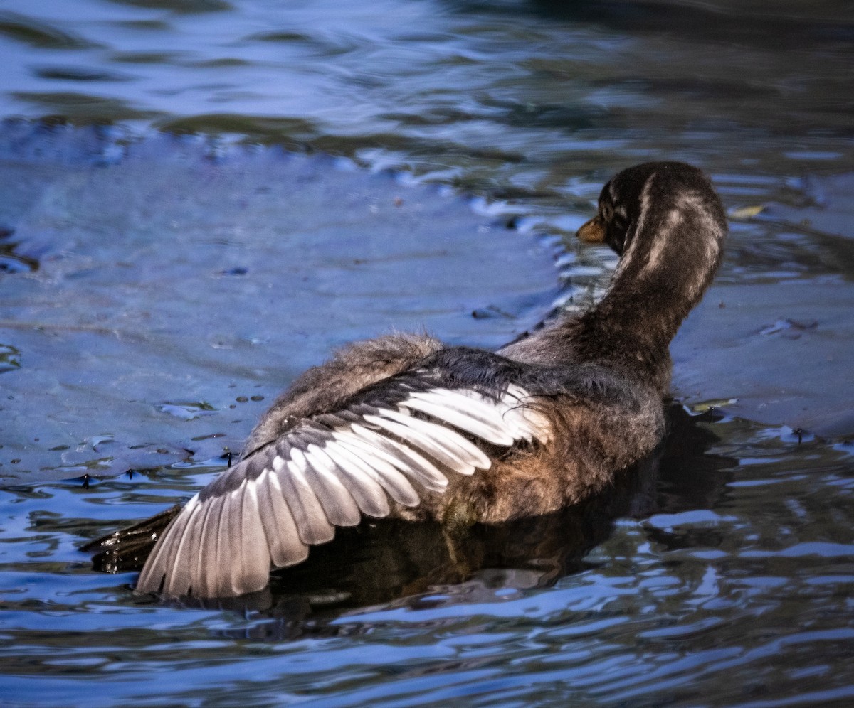 Little Grebe - ML645208865
