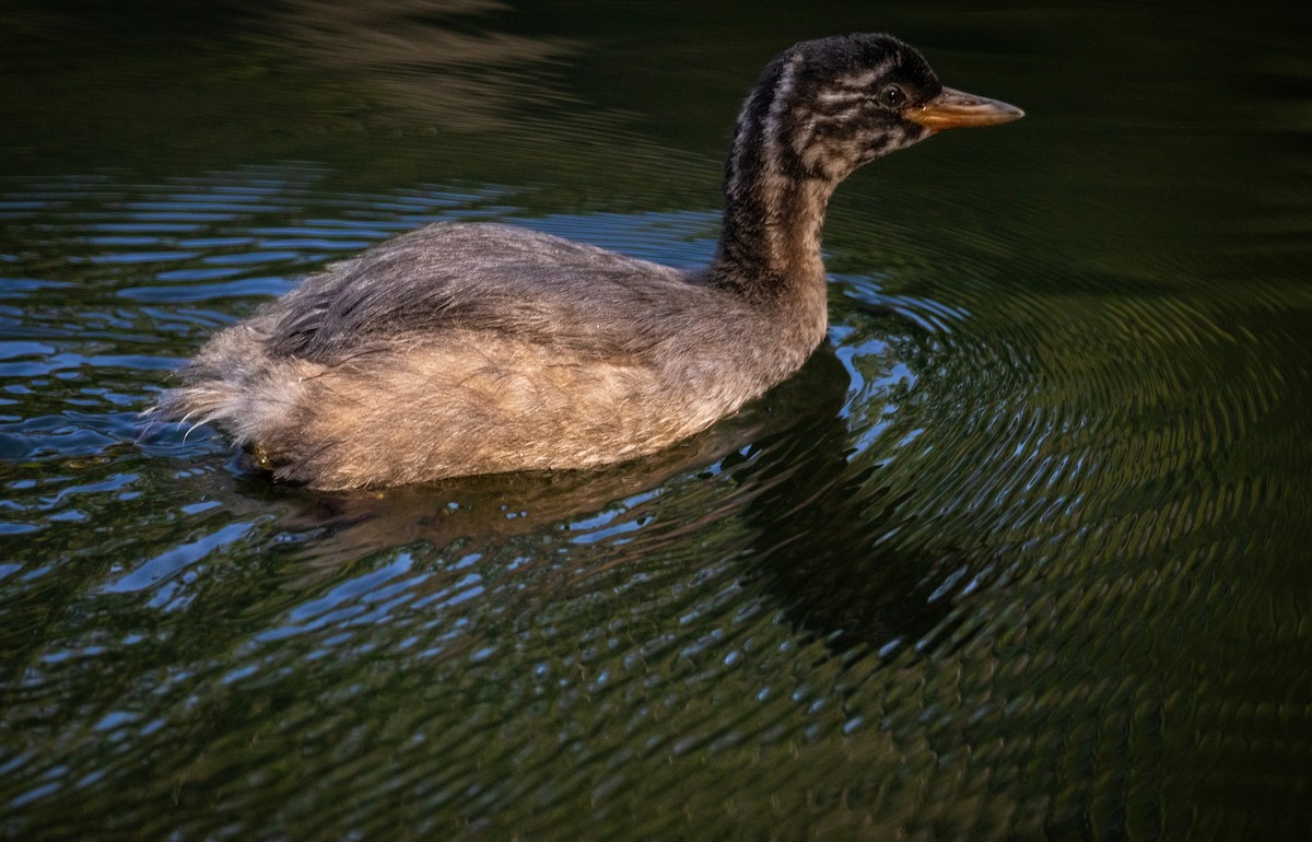Little Grebe - ML645208866