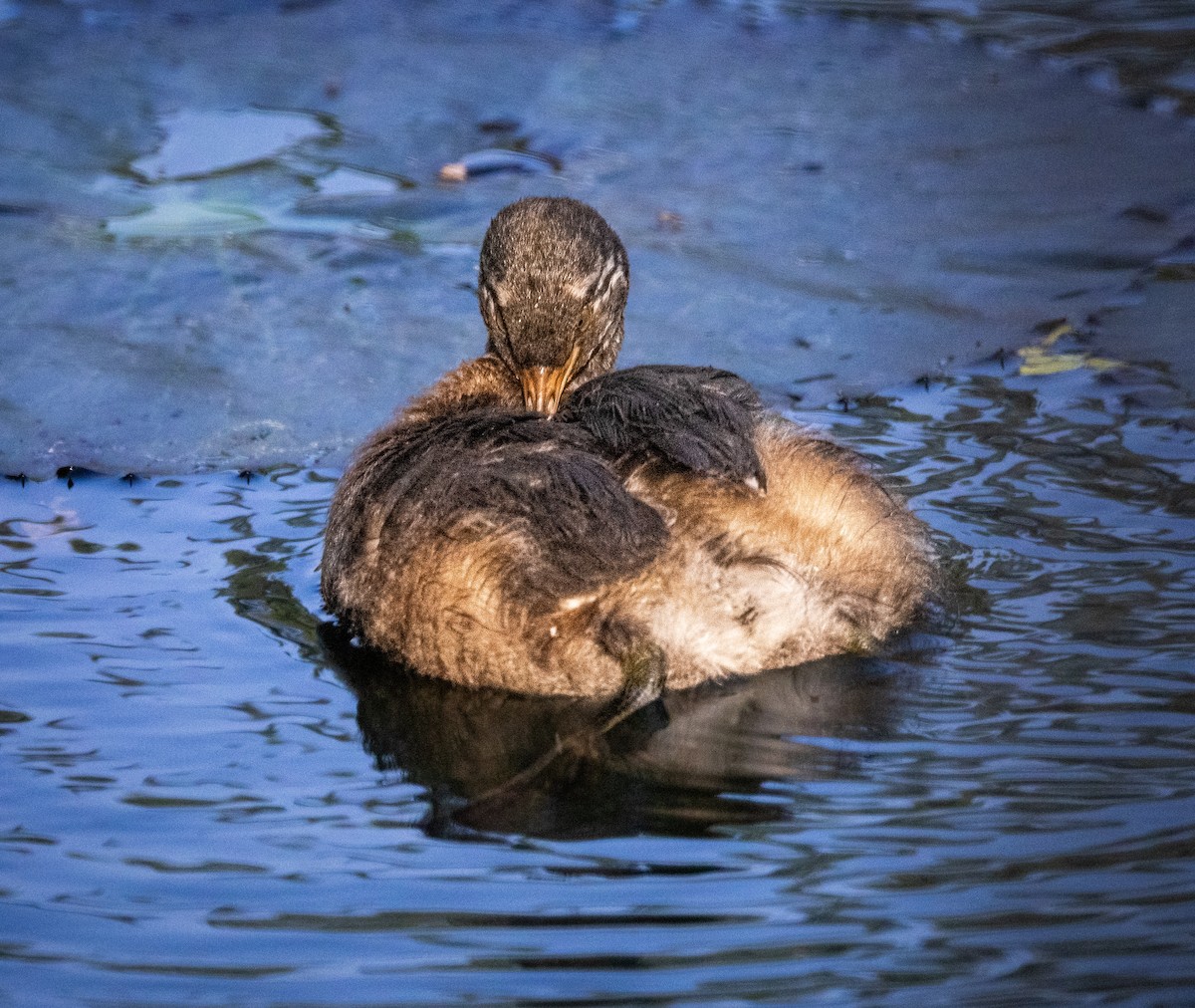 Little Grebe - ML645208867