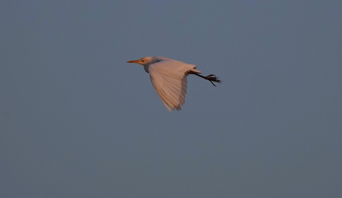 Little Egret - ML645208868