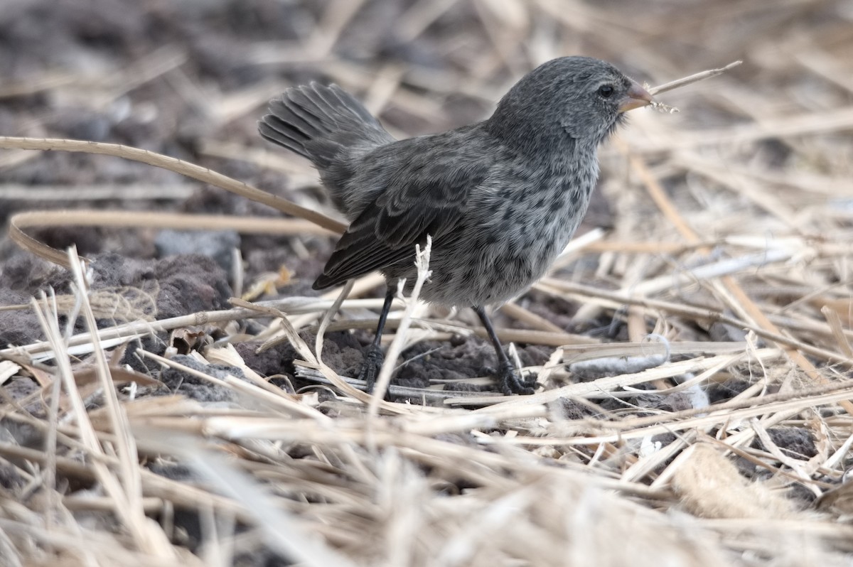 Small Ground-Finch - ML645208869
