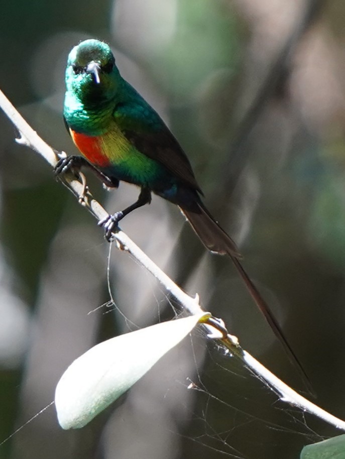 Beautiful Sunbird - ML645208870
