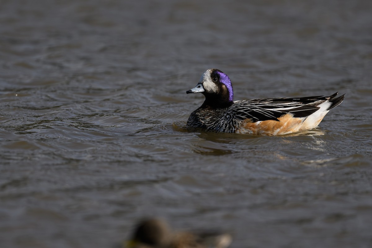 Chiloe Wigeon - ML645208871