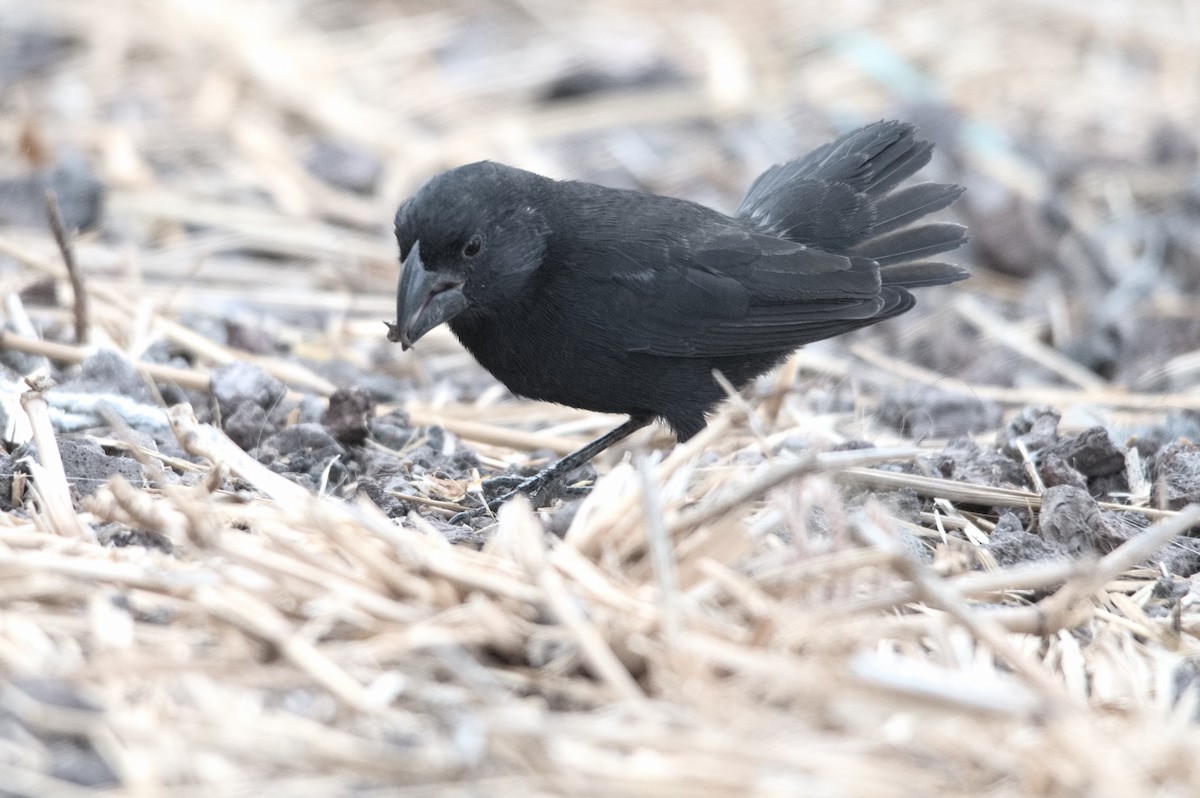 Medium Ground-Finch - ML645208874