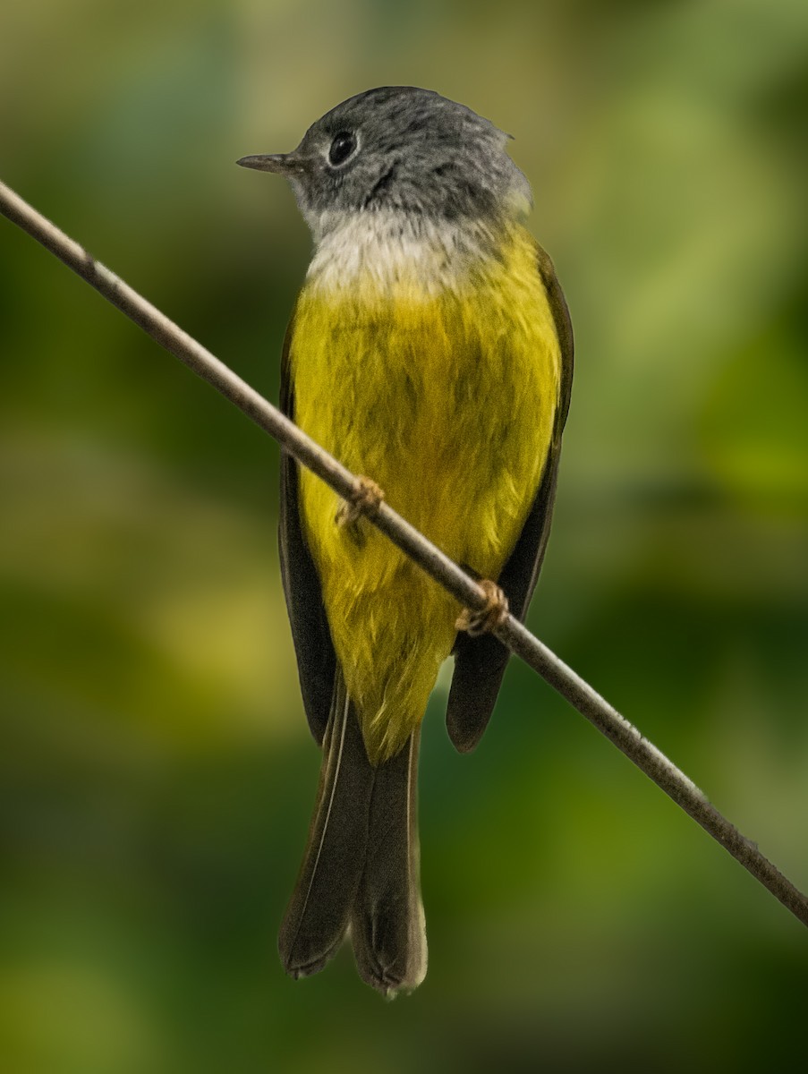 Gray-headed Canary-Flycatcher - ML645208876