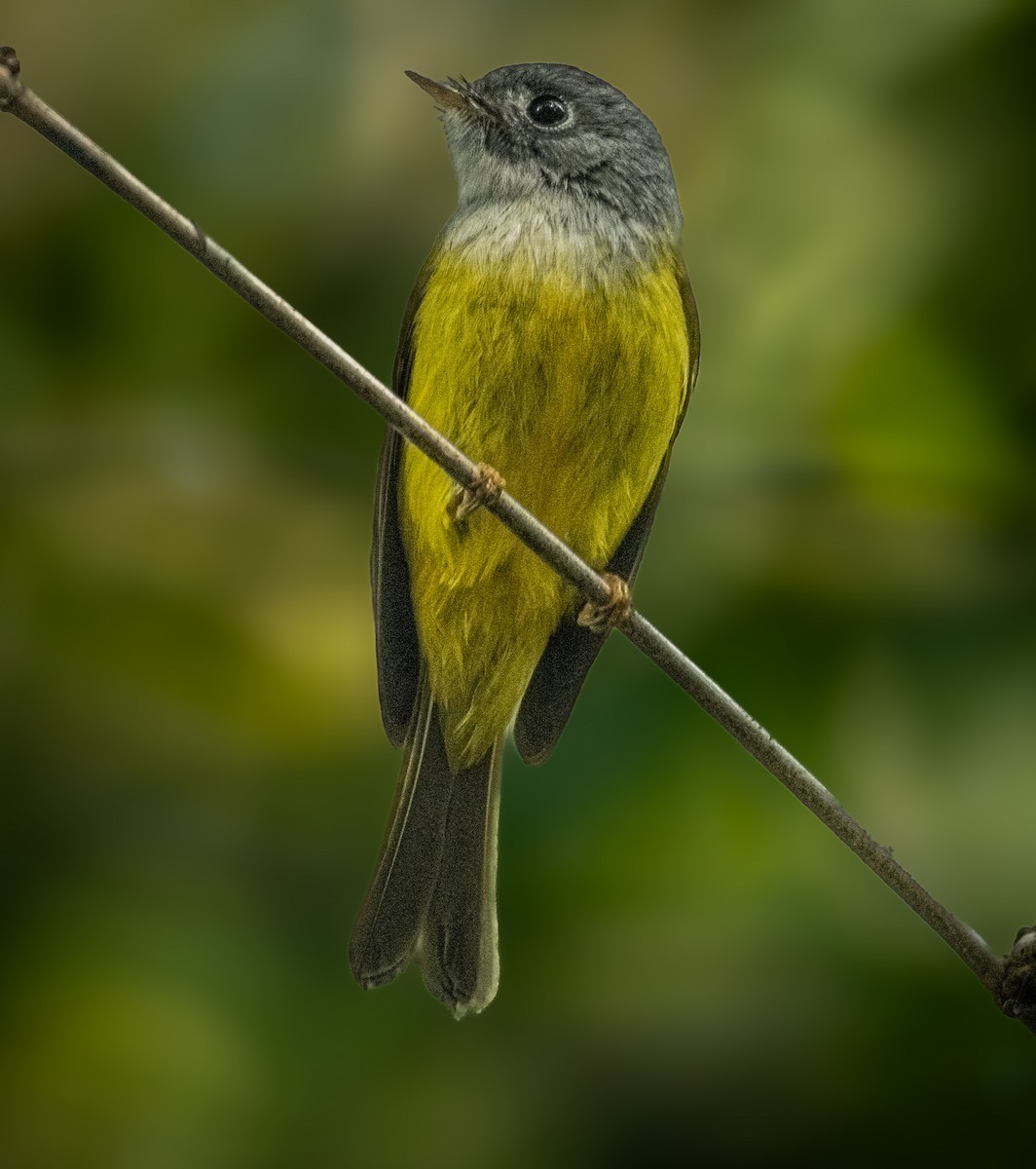 Gray-headed Canary-Flycatcher - ML645208877