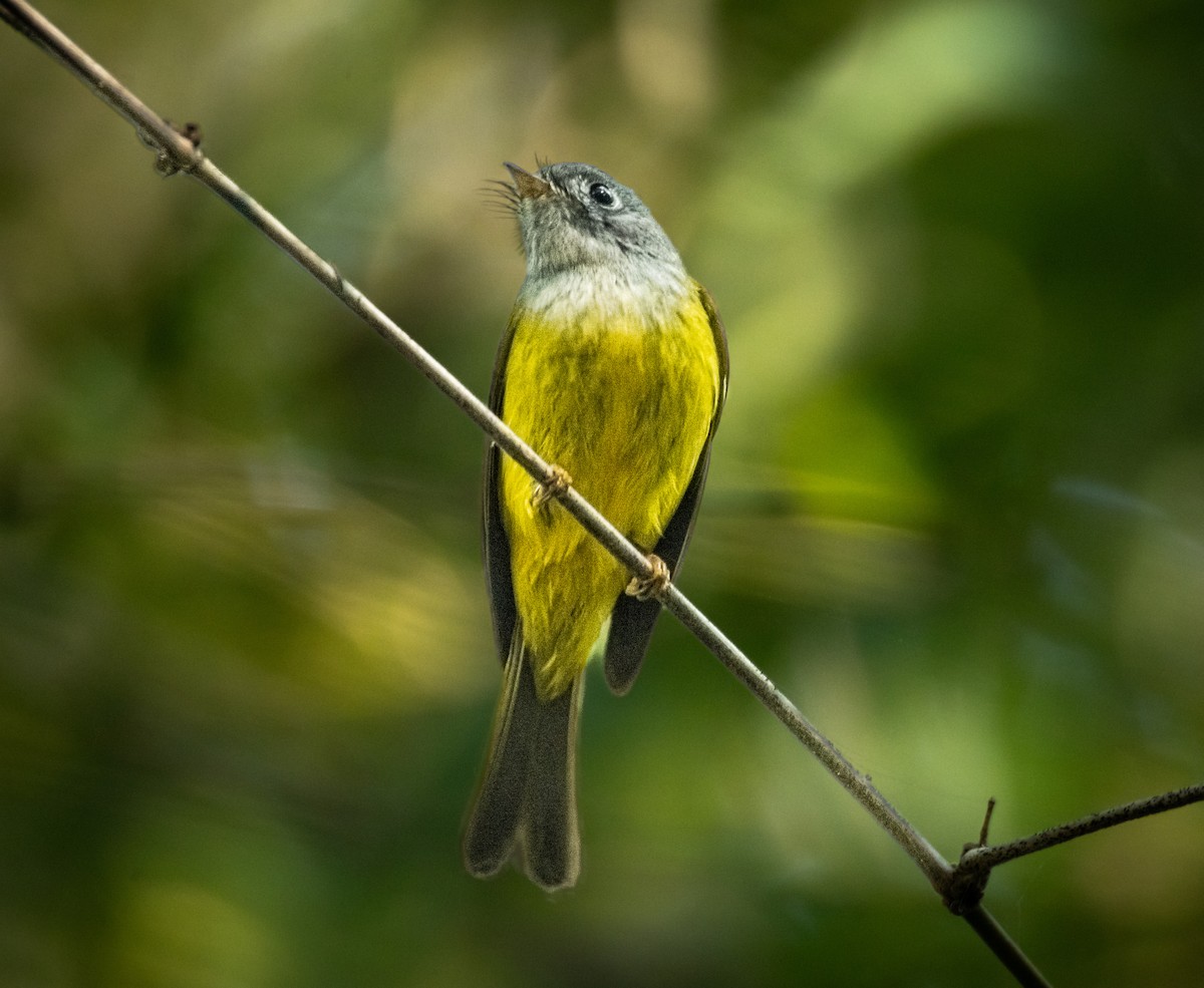 Gray-headed Canary-Flycatcher - ML645208878