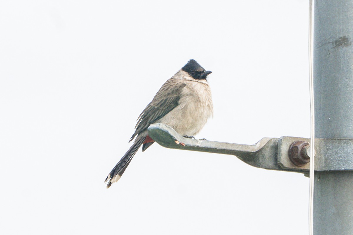 Sooty-headed Bulbul - ML645208884