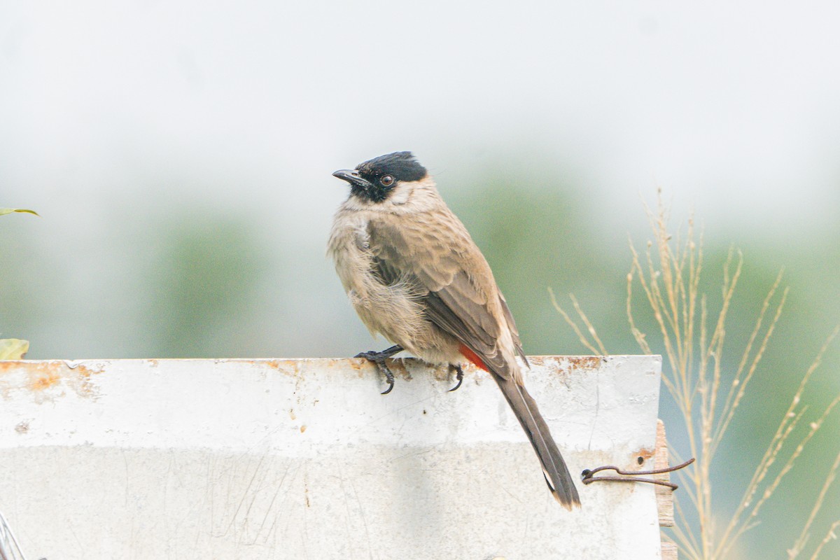 Sooty-headed Bulbul - ML645208885