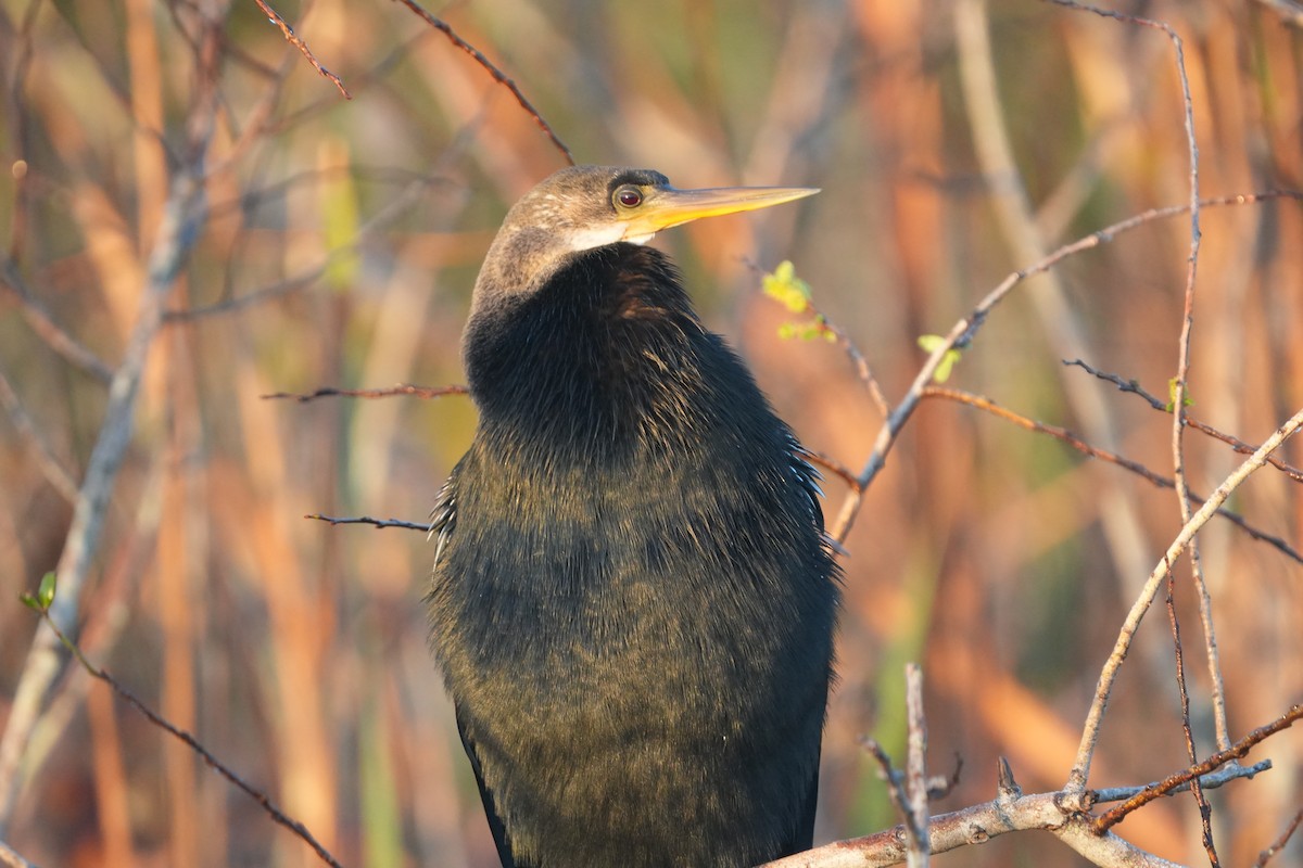 Anhinga - ML645208886
