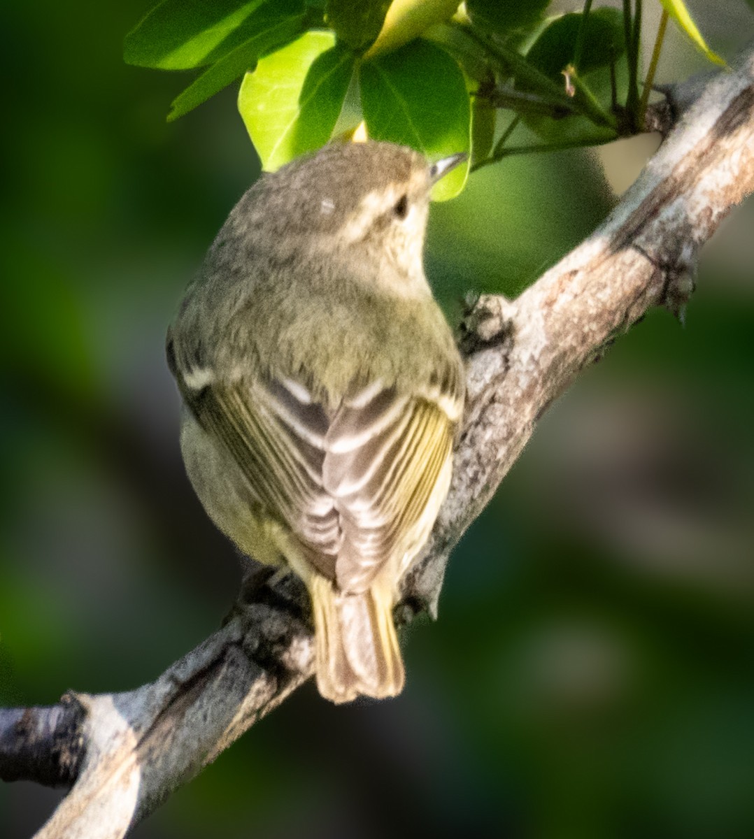 Hume's Warbler - ML645208888