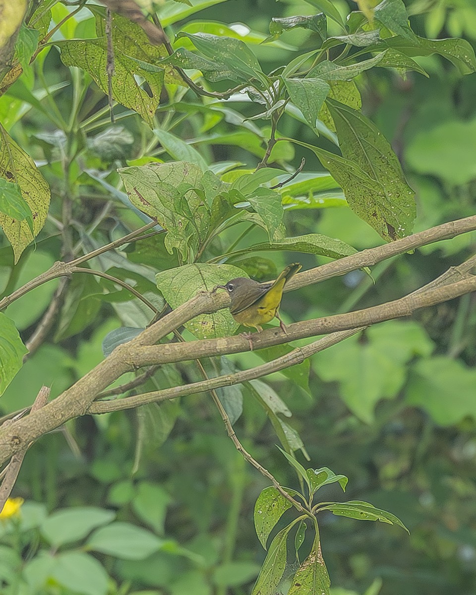 MacGillivray's Warbler - ML645208889