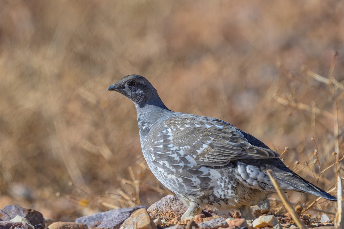 Dusky Grouse - ML645208890