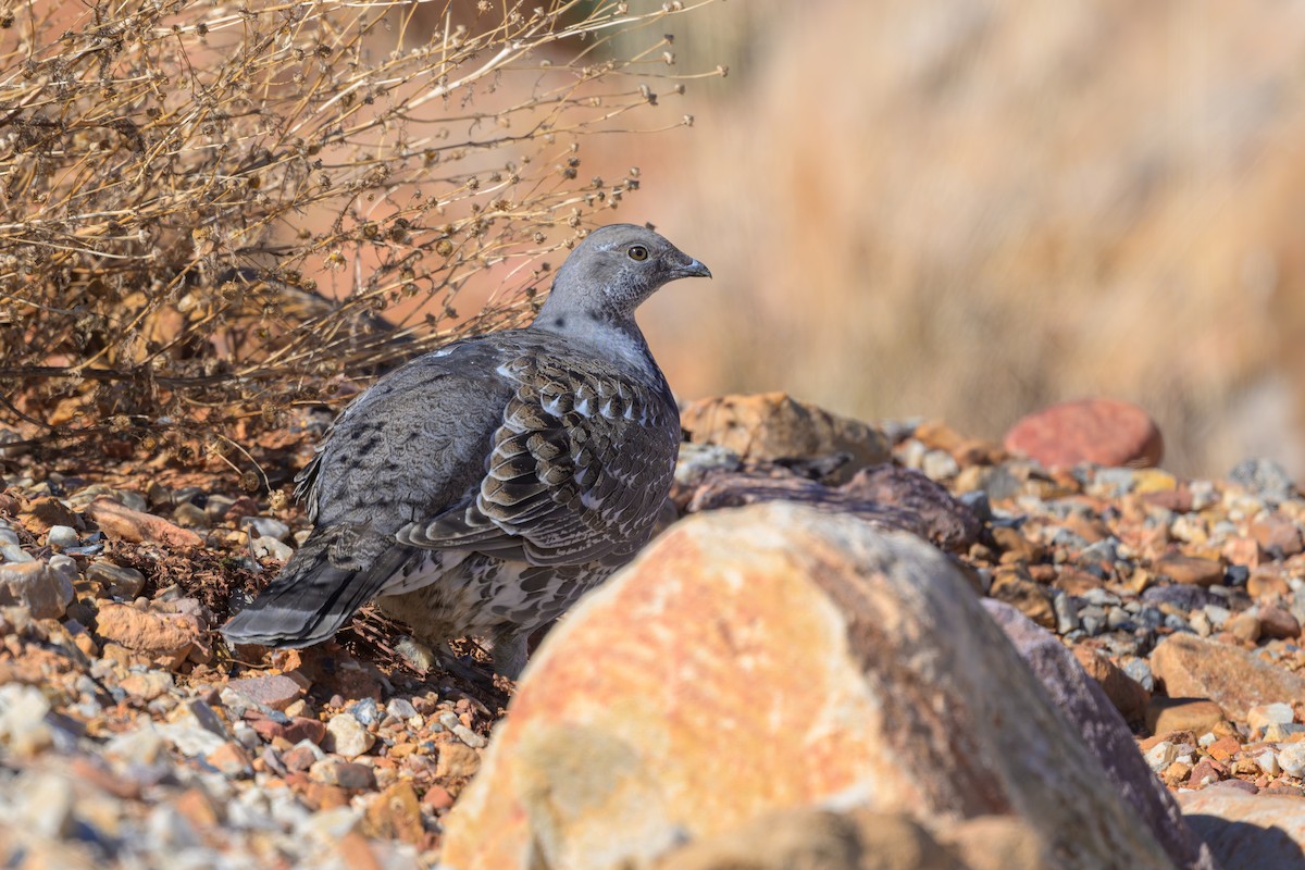 Dusky Grouse - ML645208891