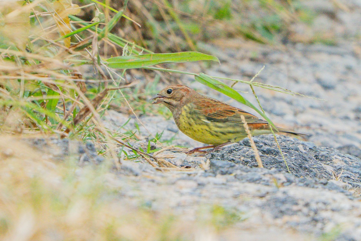 Chestnut Bunting - ML645208892