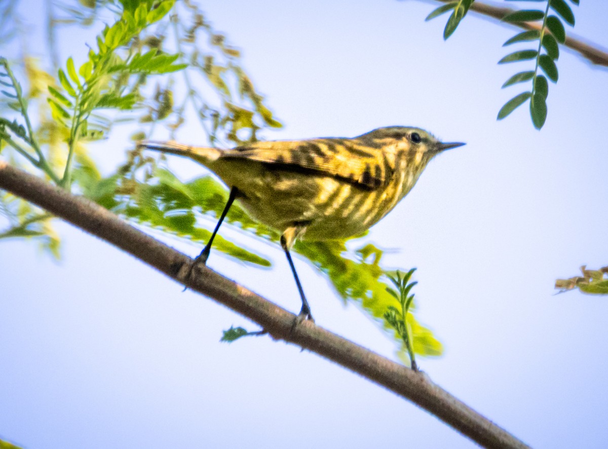 Common Chiffchaff - ML645208893