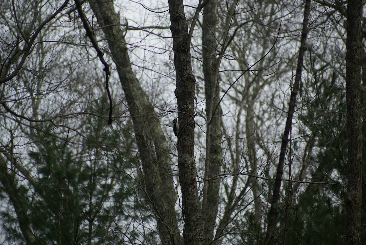 Hairy Woodpecker - ML645208894