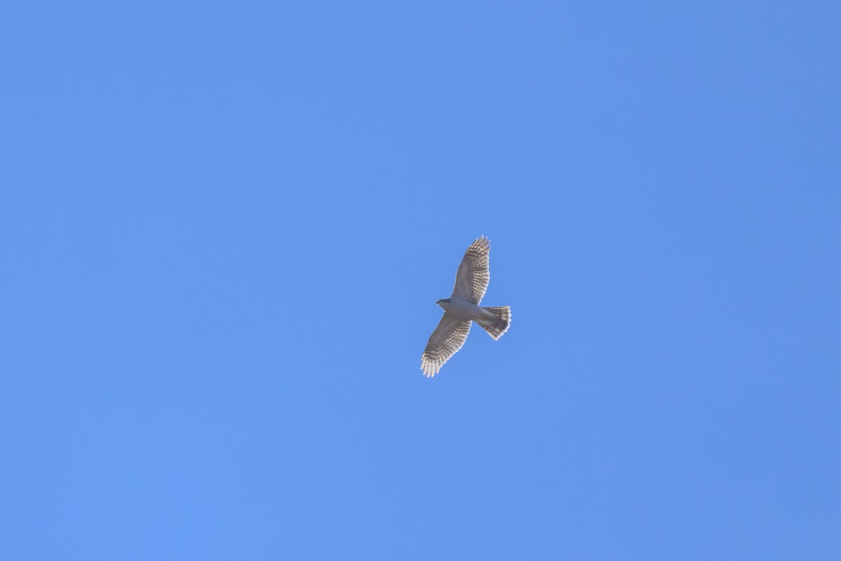 American Goshawk - ML645208896