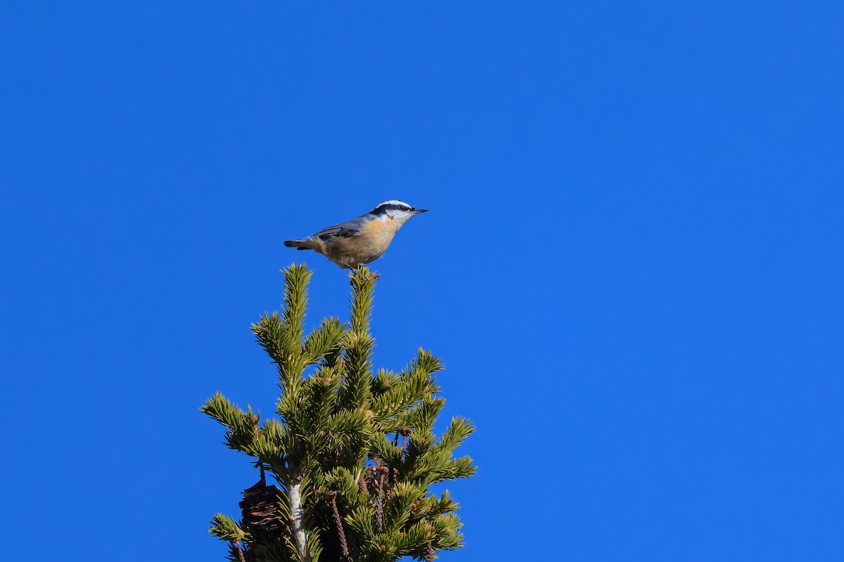 Kanada Sıvacısı - ML645208903