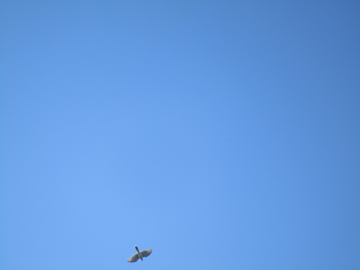 タカ科 - ML645208905