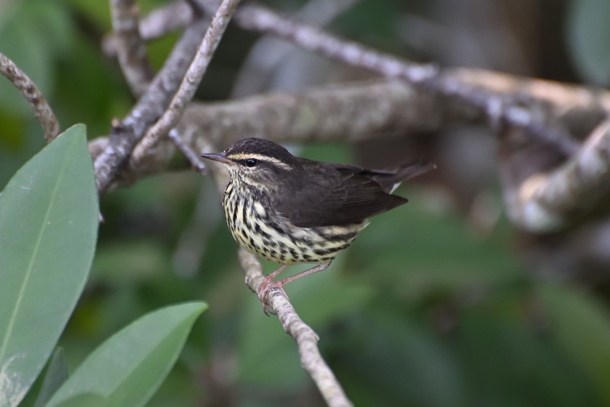 Northern Waterthrush - ML645208906