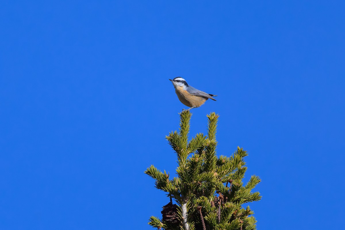 Kanada Sıvacısı - ML645208907