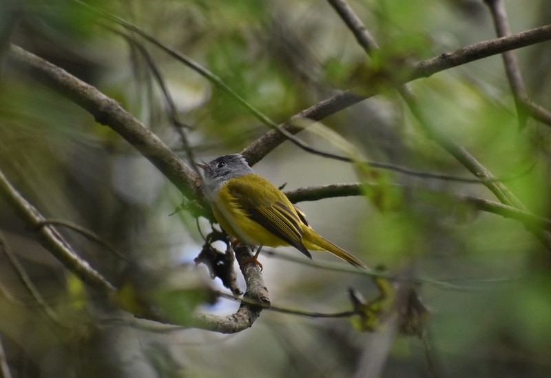 Gray-headed Canary-Flycatcher - ML645208909