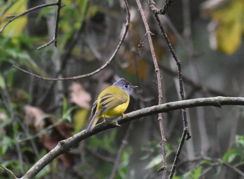 Gray-headed Canary-Flycatcher - ML645208910