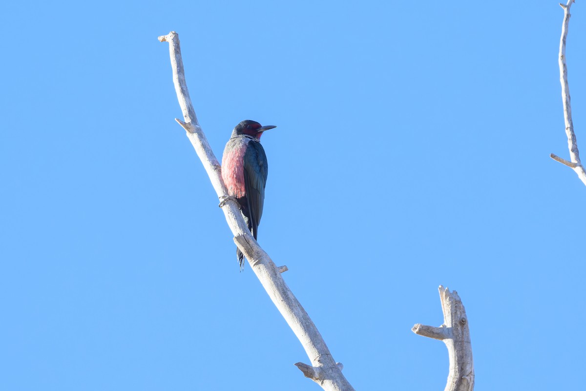 Blutgesichtspecht - ML645208926