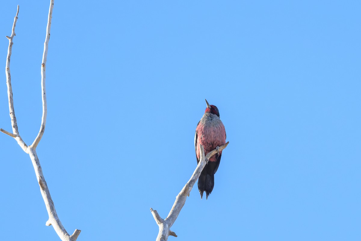 Blutgesichtspecht - ML645208928