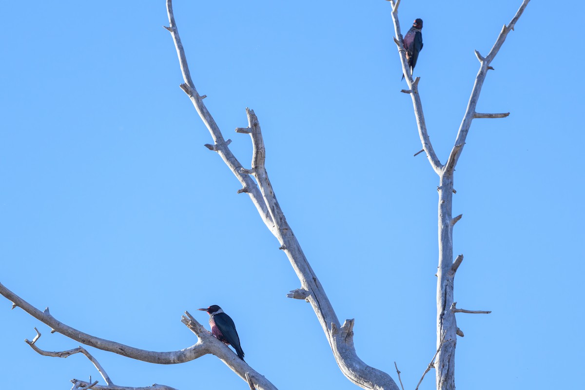 Blutgesichtspecht - ML645208929