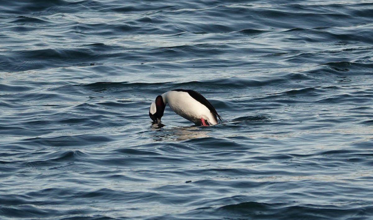 Bufflehead - ML645208934