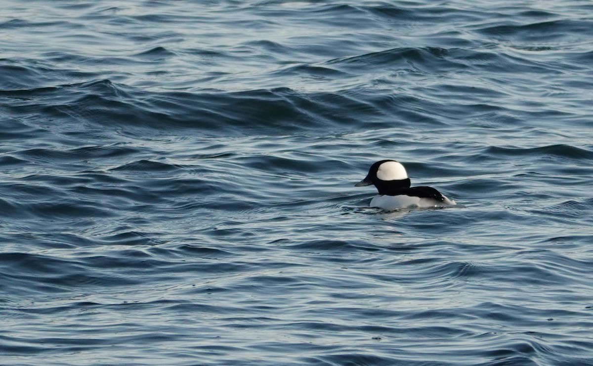 Bufflehead - ML645208935