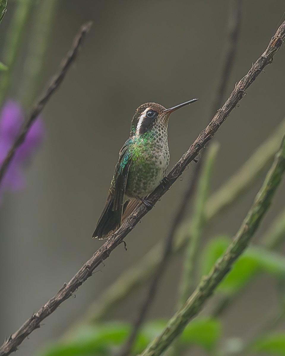 White-eared Hummingbird - ML645208936