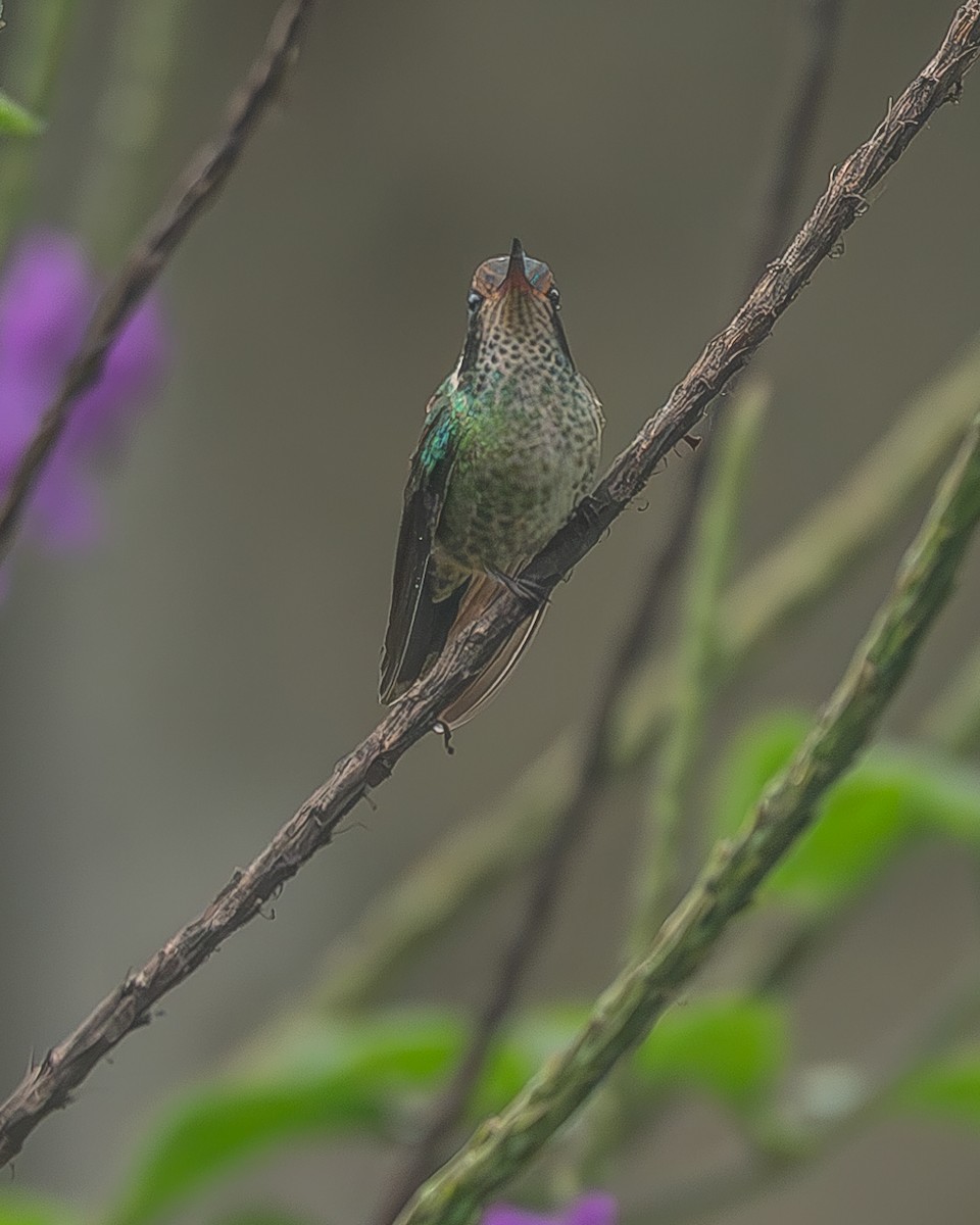 White-eared Hummingbird - ML645208940