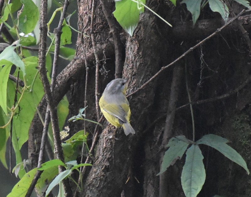 Gray-hooded Warbler - ML645208947