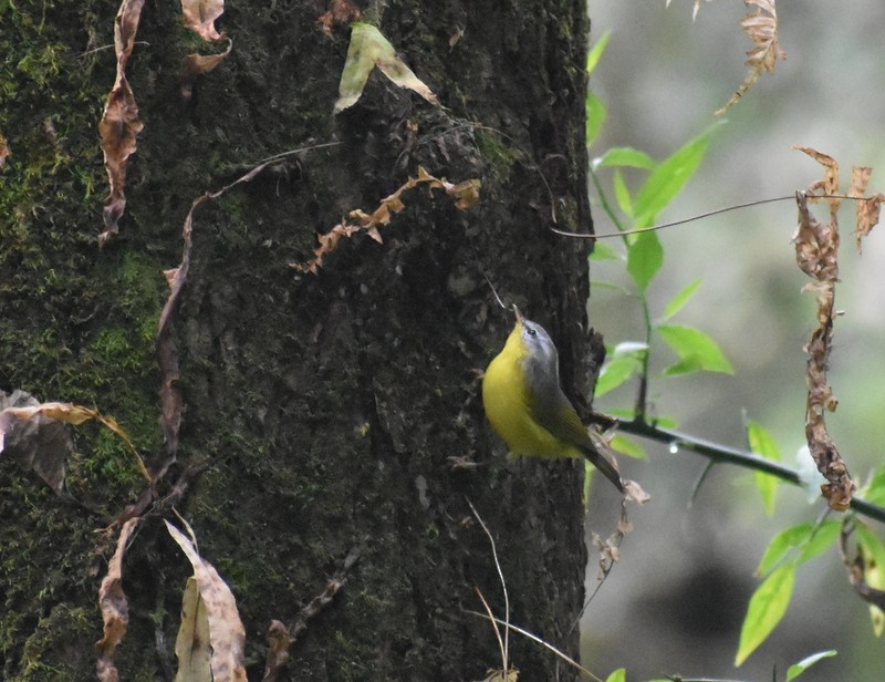 Gray-hooded Warbler - ML645208948