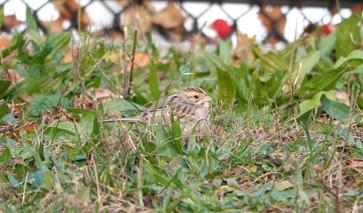 Clay-colored Sparrow - ML645208950
