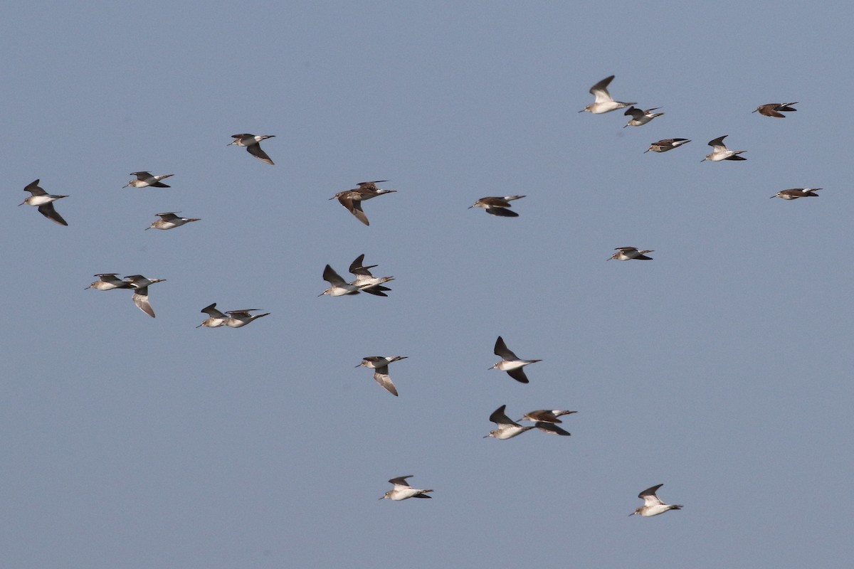 vodouš bahenní - ML645208966