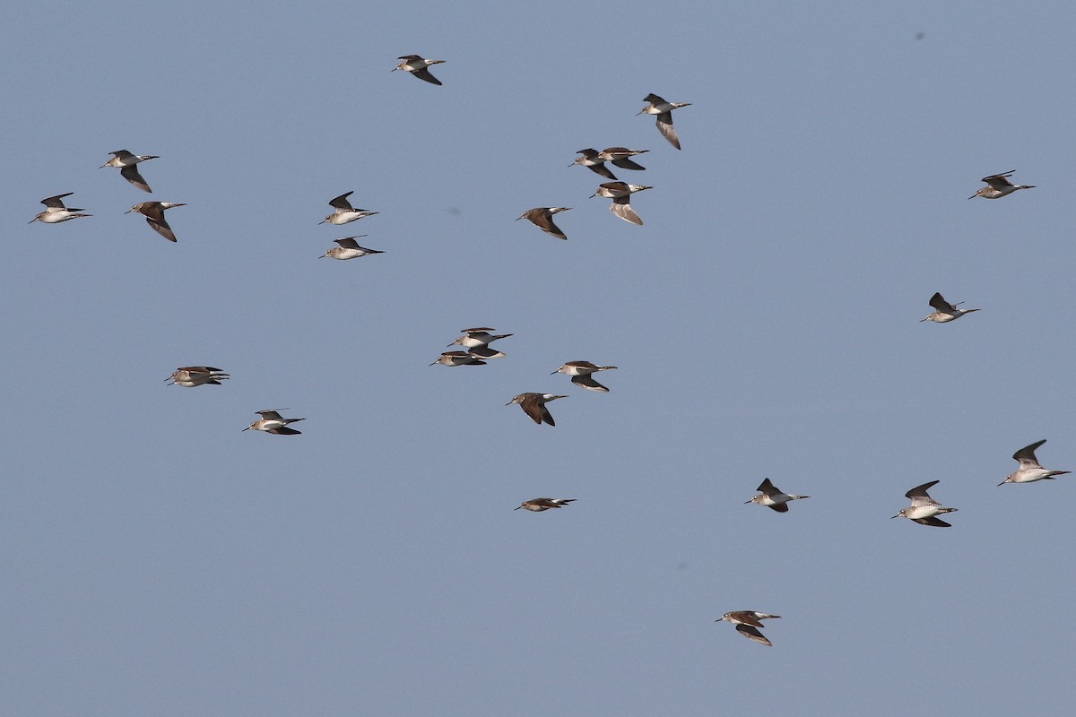 vodouš bahenní - ML645208967