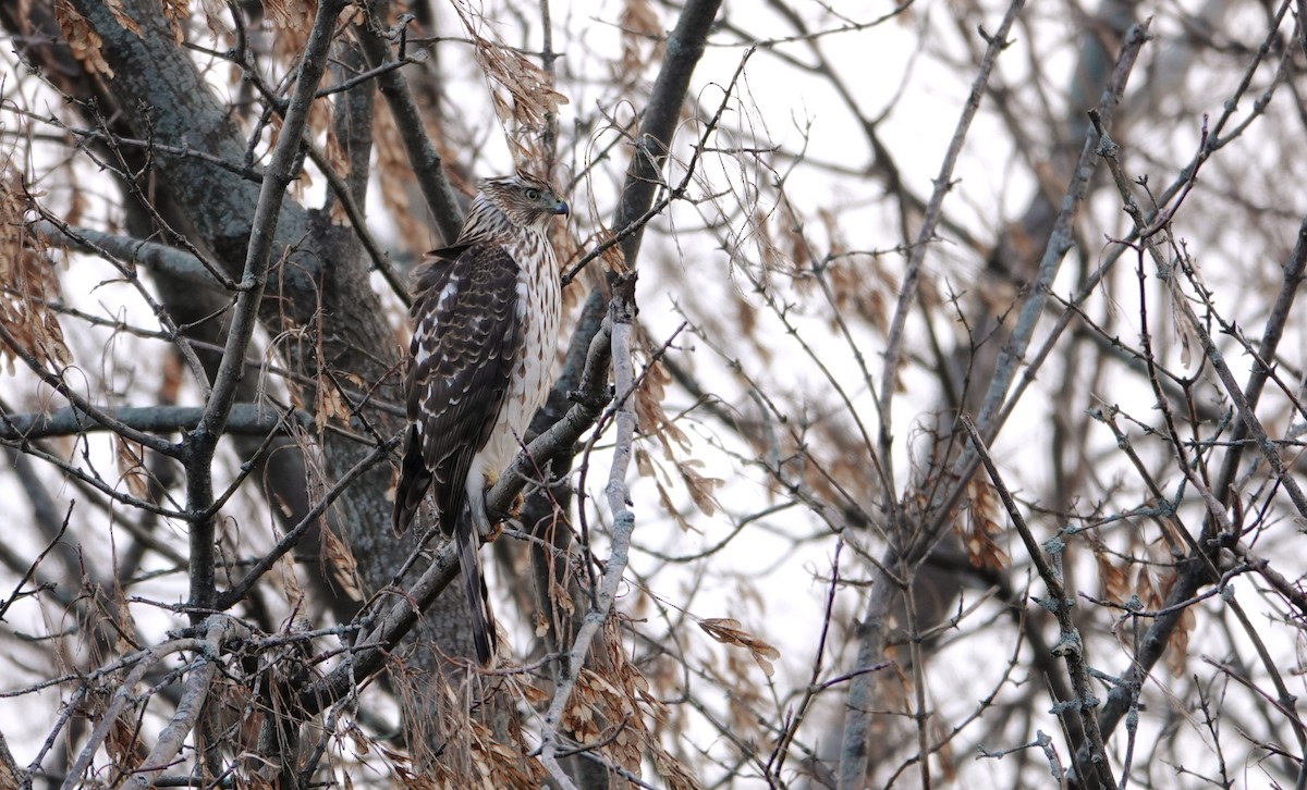 Cooper's Hawk - ML645208968