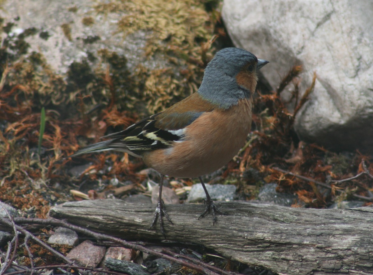 Common Chaffinch - ML64520901