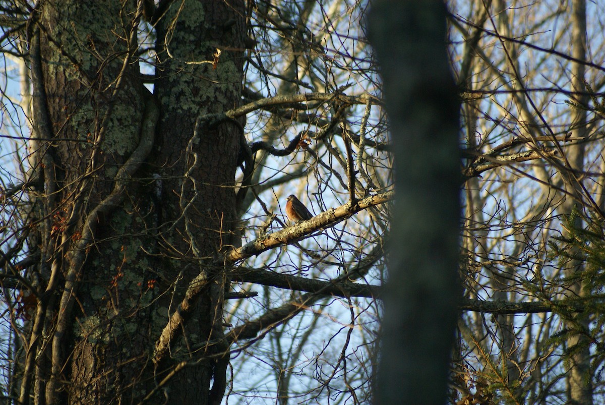 Странствующий дрозд - ML645209014